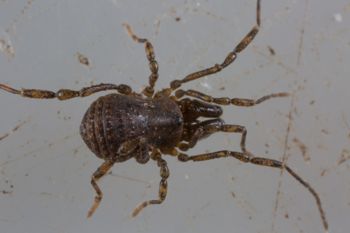 Media type: image; Invertebrate Zoology 138093